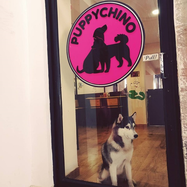 PuppyChino: First Ever Dog’s Cafe in Delhi